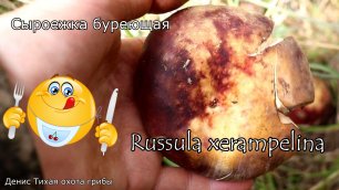 Крабовый ломко-жабр или Сыроежка буреющая | Russula xerampelina