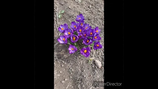 Крокусы.#Шафран смотреть онлайн