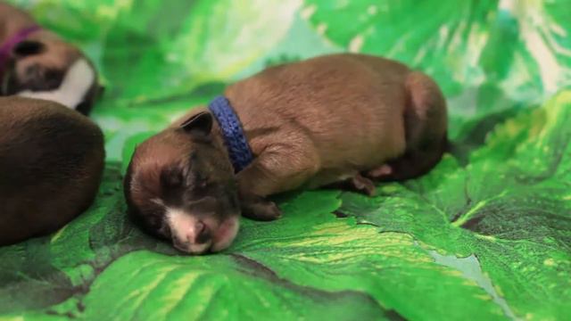 Маленькие уиппеты. Уральский беговой клуб. Помет "О": Mongol & Iris Zhemchuzhnaya смотреть онлайн