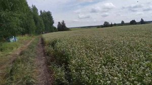 Приехали собирать гречишный мед