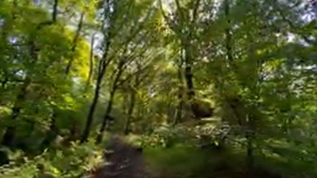 Звуки природы, пение птиц, Звуки Леса, для релаксации, сна, Медитации смотреть онлайн