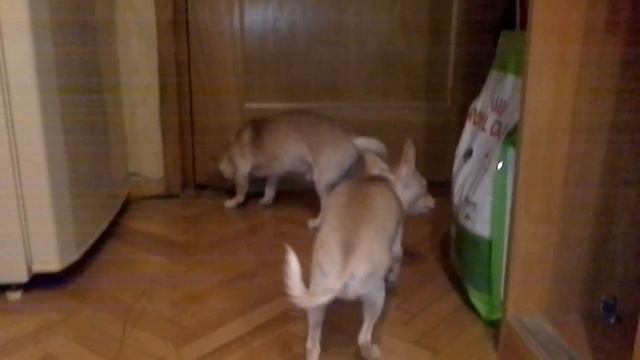 Здравствуйте мои дорогие смотрители!Сегодня мы поговорим про гигиену собак.Здоровая собачка довольн смотреть онлайн