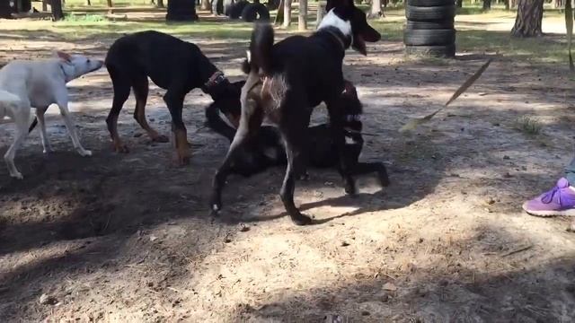 Влог с собаками знакомство  Прогулка в лесу с собакой Как играют в стае Собаки близнецы?