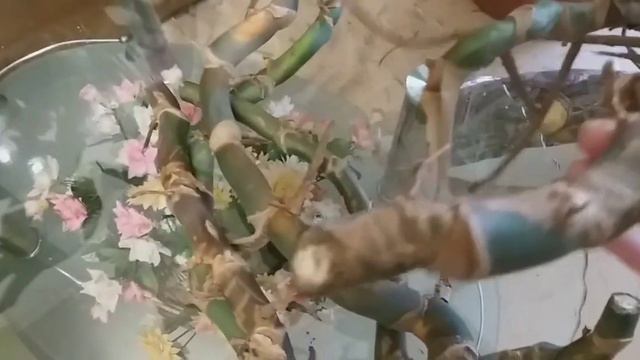 Размножение монстеры. Омоложение куста монстеры.