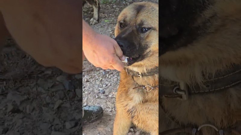 Счастье Пса Кубика в жаркий день. Упросил купить мороженку @yoll