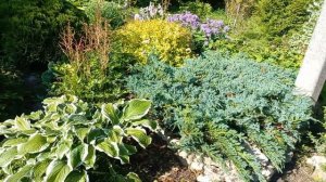 В гостях у сестрёнки ! Канал "В гостях у Ольги.Сад гортензий.