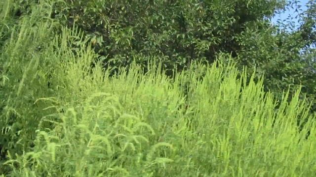 Виктор Безгодков. Амброзия цветет, расцветает. смотреть онлайн