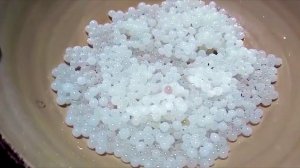 сбор улиточной икры-Экодеевушка