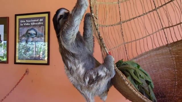 Buttercup, the Sloth смотреть онлайн