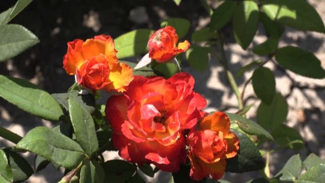 Темп Модерни - ПЛЕТИСТАЯ роза Питомник роз Полины Козловой rozarium.biz смотреть онлайн