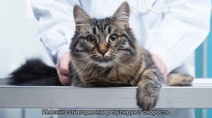 Кошка постоянно просит есть и орет, но не наедается
