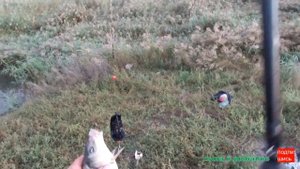 Рыбалка с берега 2021 / донки / ловим сазана и другую рыбу.