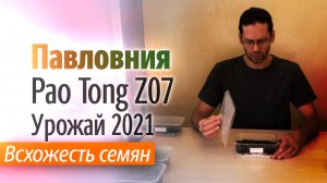 Всхожесть семян Павловнии гибрид Pao Tong Z07 Урожай 2021