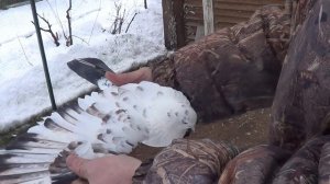 В гостях у Рафика Рустамова. Голуби Питера.Элита