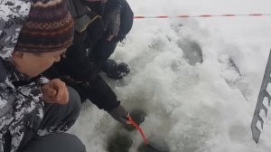 Рыбалка на трофейную белугу