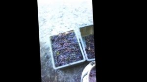 Как быстро передавить виноград для изготовления вина!!!