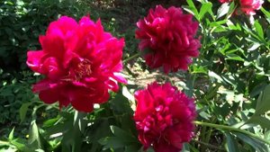 Пион Корифей / Peony Luminaries - Сад на Волхове