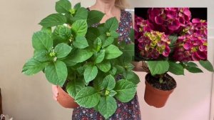 Мои сорта на выгонку к 8 марта | Эксперимент с черенкованием гортензии «на выгонку» и РЕЗУЛЬТАТ