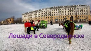 Лошади в Северодвинске 2020