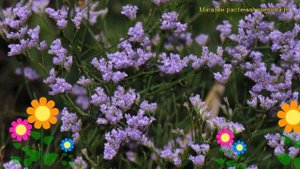 Кермек гмелина. Краткий обзор: Кермек гмелина описание характеристик, где купить limonium gmelinii