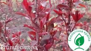 Prunus Cistena. Слива пурпуролистная Цистена, Писсарди, Нигра. Купить сливу Питомник Саженцы