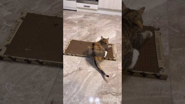 Когтеточка понравилась и кошке и коту❤️