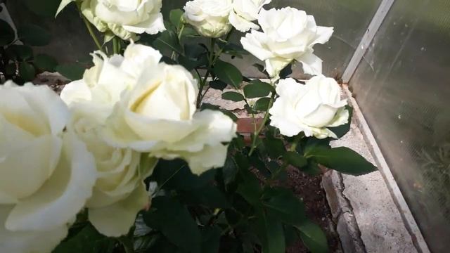 #розы #Аваланж / Чайно-гибридная роза Аваланж (лат. rosa hybrida Avalanche). Белая королева. 2020го смотреть онлайн