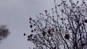 Пробуйте рябиновку Правильный и простой рецепт с ягод рябины