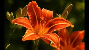 Аудиобиблия. Евангелие от Матфея. Глава 22