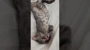 Если бы у вас был такой кот... Вы бы домой бегом бежали.? Это мой смешной, любимый Кузя ?