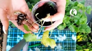 Галлы на пеларгониях. Мой взгляд на проблему. Ваша Светлана Пеларгонии с юга