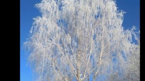 #200Фет #Фетопредставление
Фет 2020