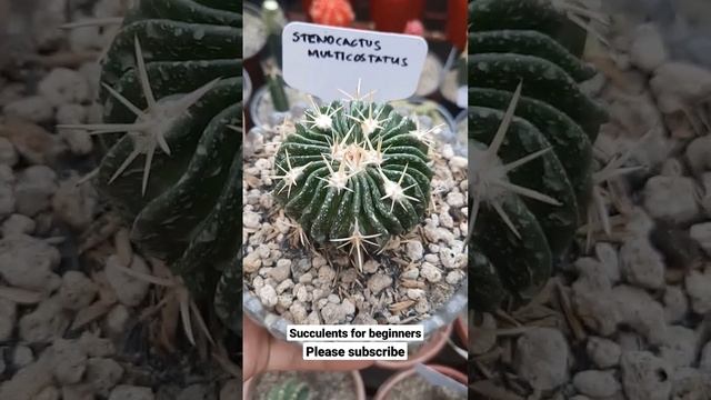 Stenocactus Multicostatus