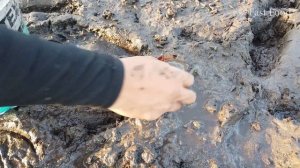 Ловля грязевых крабов в Мангровом лесу