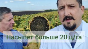 Гибриды подсолнечника. Семена подсолнечника. ЮВС-3