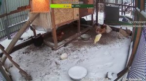 Курятник. Жизнь в курятнике. Можно покормить онлайн. Chicken coop stream. Online feed