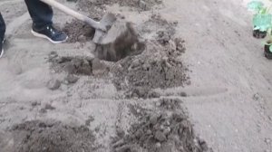 Высадка рассады кабачков в открытый грунт.