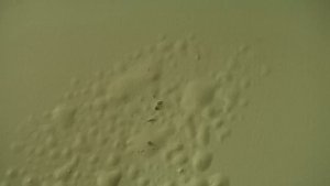 Снимаем краску с дверей с техническим феном . ФЕН ТЕХНИЧЕСКИЙ KENSTON