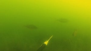 ТЕРМОКЛИН и рыба