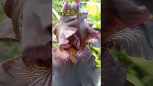 Ирисы бородатые цветение.Сорта.(часть 2) #ирисыбородатые #ирисы