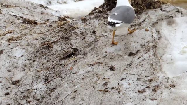 сизая чайка смотреть онлайн