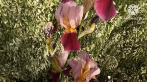 Марина Иванова.Юля уже боится своих девочек,а артист НЕ ищет себе съемное жилье