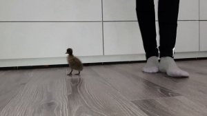 Утки бегунки живут в квартире.