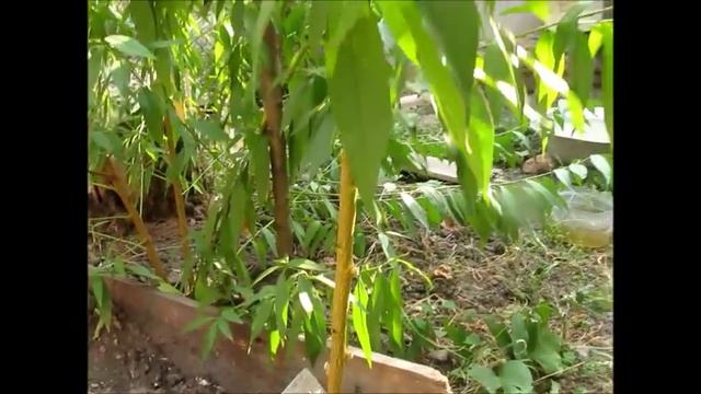 Мой любимый сад.Обрезка персика. Формируем чашевидную крону у персика. смотреть онлайн