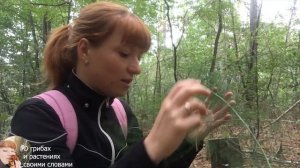 КАКИЕ НЕОБЫЧНЫЕ ГРИБЫ РАСТУТ В СЕНТЯБРЕ. Часть 1. Трутовик серно-желтый, Ризина, Дождевик луговой