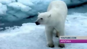 Фонд защиты дикой природы России