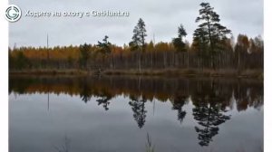 Охота в Владимирской области – Собинское государственное опытное охотничье хозяйство охота на лося