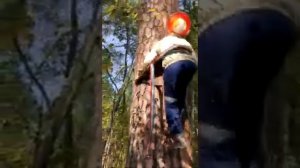 Бортевой мед диких пчел Бурзянского района 2019