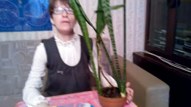 Мои комнатные растения. Сансевиерия: размножение, уход, приметы смотреть онлайн