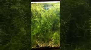 Trimming some bacopa